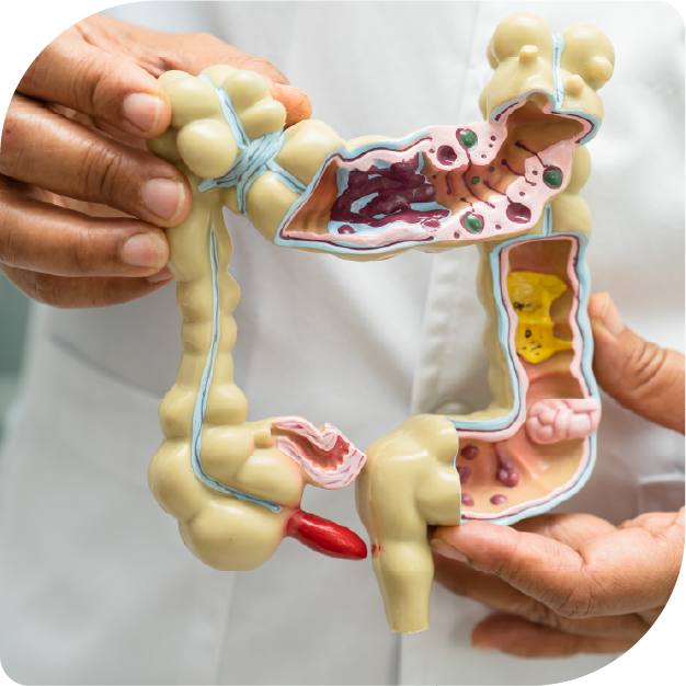 Medical Proctology Model